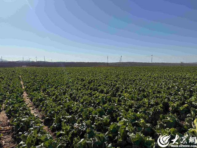 皇冠信用平台出租
_山东青岛：全国首批“板蓝根白菜”喜获丰收皇冠信用平台出租
，正式上市！首批10万棵已被上海采购商“包圆”