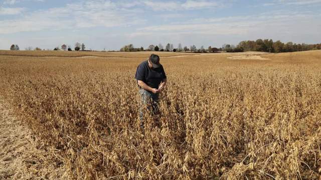 皇冠信用网_中国采购800万吨美国大豆皇冠信用网，美媒争相“报喜”，实则中美角色已互换